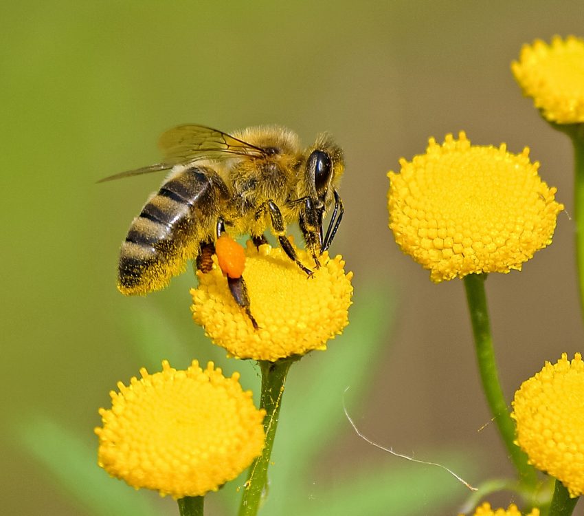 animal-bee-bloom-blooming-460961